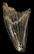 Albertosaurus Premax Tooth - Alberta (Disposition #-) #67616-1